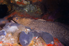 Gymnothorax porphyreus
