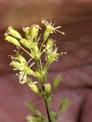 Silene otites otites