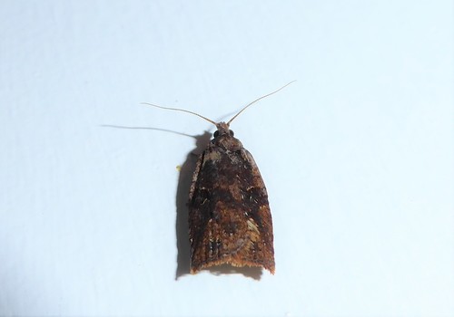 Photo of Blackheaded Leafroller (Ctenopseustis obliquana)