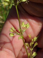 Silene otites otites