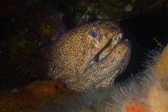 Gymnothorax porphyreus