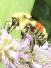 Bombus huntii