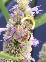 Bombus huntii
