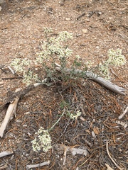 Eriogonum microtheca simpsonii