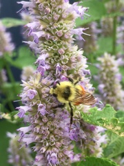 Bombus huntii