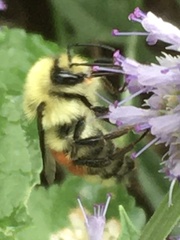 Bombus huntii