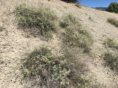 Eriogonum lonchophyllum