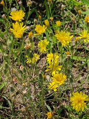 Crepis tectorum