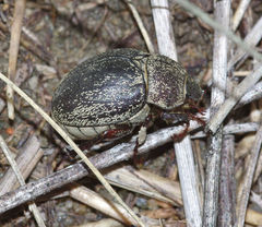 Phyllophaga lanceolata