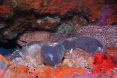 Gymnothorax porphyreus