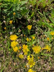 Crepis tectorum