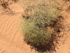 Eriogonum leptocladon