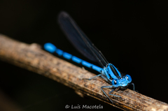 Argia nahuana