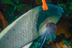 Notolabrus inscriptus