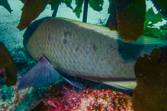 Notolabrus inscriptus