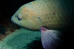 Notolabrus inscriptus