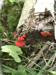 Crepidotus cinnabarinus
