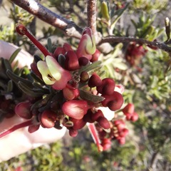 Grevillea lanigera