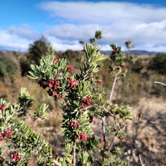 Grevillea lanigera