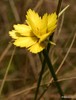 Golden Sedge - Photo (c) markus lilje, some rights reserved (CC BY-NC-ND), uploaded by markus lilje