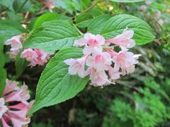 Weigela hortensis