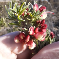 Grevillea lanigera