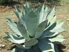 Agave seemanniana