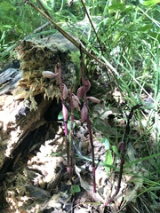 Corallorhiza maculata occidentalis