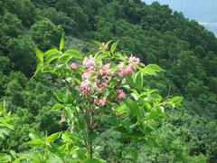 Weigela hortensis
