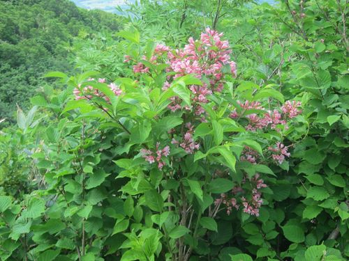 Diervillaceae
