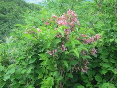 Weigela hortensis