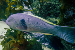 Notolabrus inscriptus