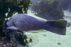 Notolabrus inscriptus