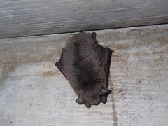 Myotis velifer