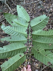 Oxyanthus speciosus