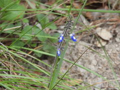 Salvia assurgens