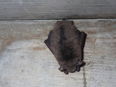 Myotis velifer