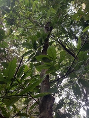 Oxyanthus speciosus