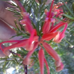Grevillea juniperina