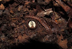 Pseudopolydesmus erasus