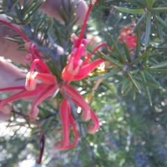 Grevillea juniperina