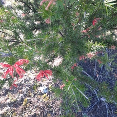 Grevillea juniperina