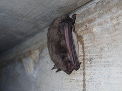 Myotis velifer
