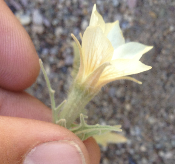 Image of Mentzelia hirsutissima by (c) Adam J. Searcy, some rights reserved (CC BY)