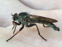 Neomochtherus willistoni