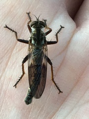 Neomochtherus willistoni