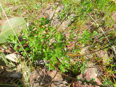 Gonocarpus elatus