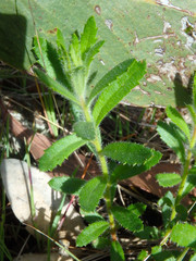 Gonocarpus elatus