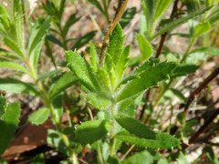 Gonocarpus elatus