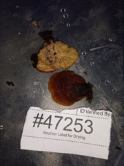 Lentinellus castoreus